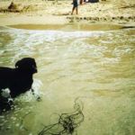 black-dog-in-the-salty-sea