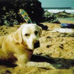 sun-bathing-pooch
