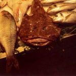 fishy