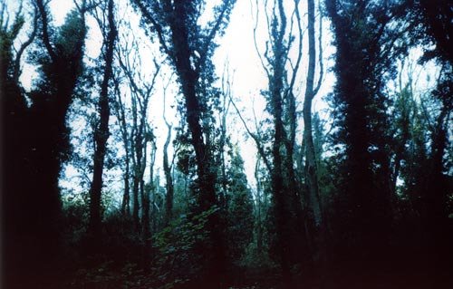 upintrees