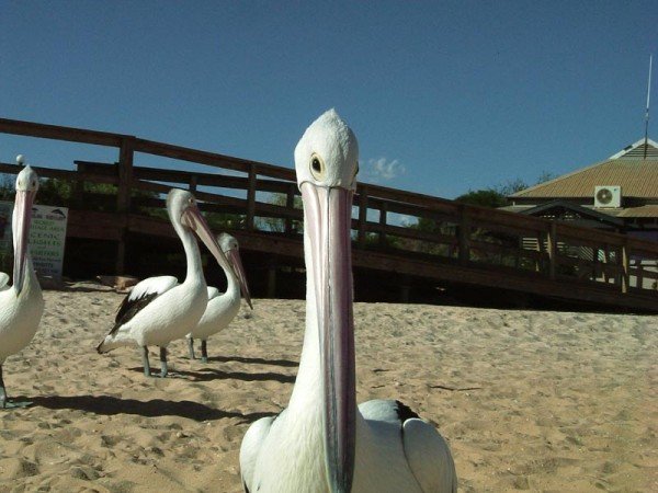 52 degree heat – With a pelican